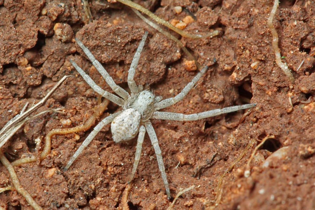 Pulchellodromus pulchellus (giovani) - Malta